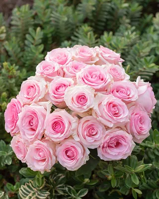 Шикарная роза Нена на фотографии со множеством вариантов скачивания