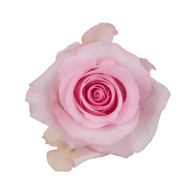 Красивая роза Нена на ваш выбор