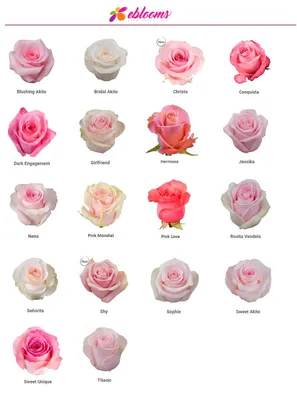 Фотка розы Нена со встроенной функцией выбора формата