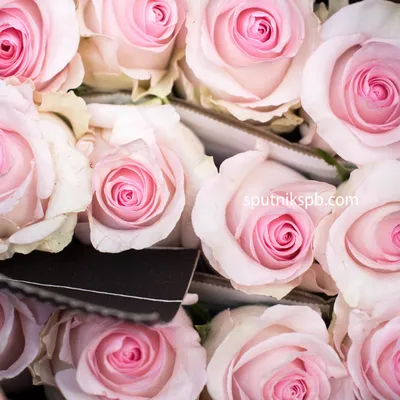 Восхитительная роза Нена: фотография высокого разрешения