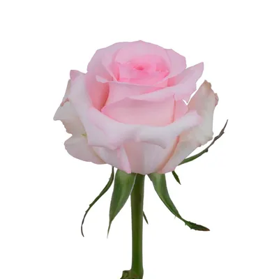Грандиозная картинка розы Нена на бесплатном скачивании