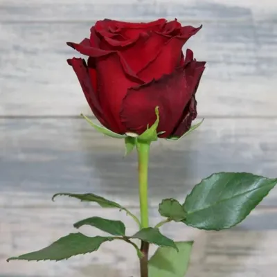 Потрясающее фото розы Нена для творчества и использования