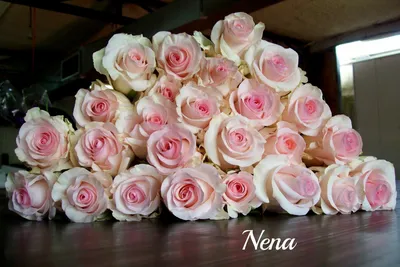 Изумительная роза Нена на бесплатном скачивании