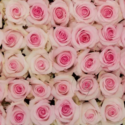 Роскошная фотография розы Нена в разных форматах