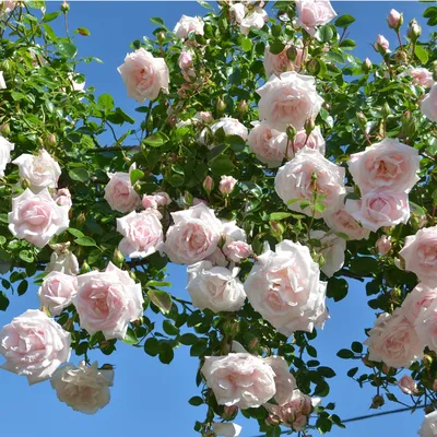 Роза New Dawn - величественное изображение в формате jpg