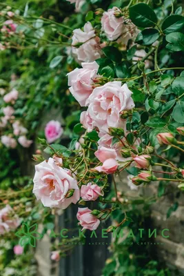 Изумительная красота розы New Dawn на вашем экране