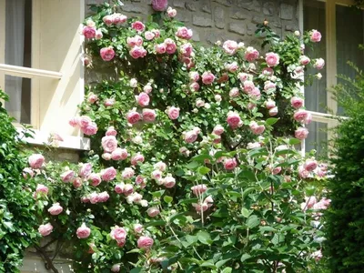 Чудесное изображение розы New Dawn для ваших фото-приложений