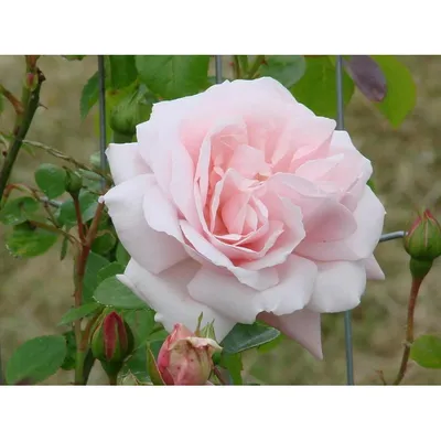 Изображение розы New Dawn, наполненное нежностью и красотой