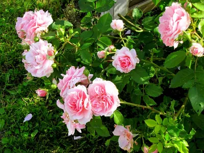 Фотка великолепной розы New Dawn порадует ваши глаза
