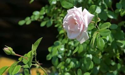 Нежное изображение розы New Dawn для ценителей искусства