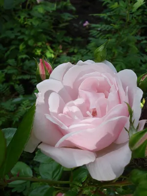 Прекрасная роза New Dawn, запечатленная в формате jpg