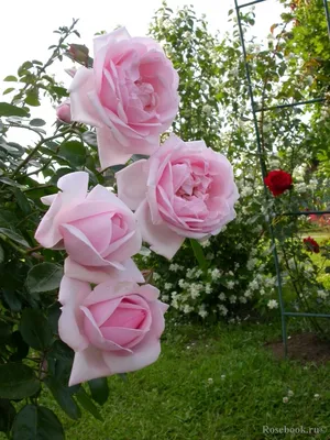 Яркое изображение розы New Dawn, подарок для ваших глаз