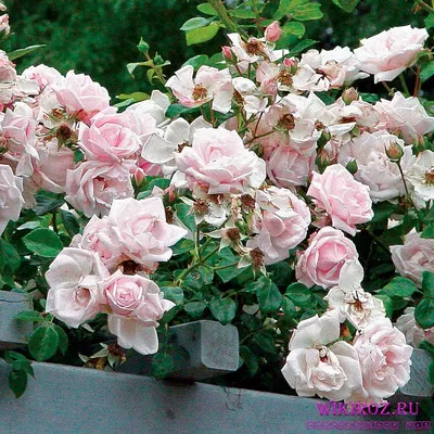 Впечатляющая фотография розы New Dawn, доступная для скачивания