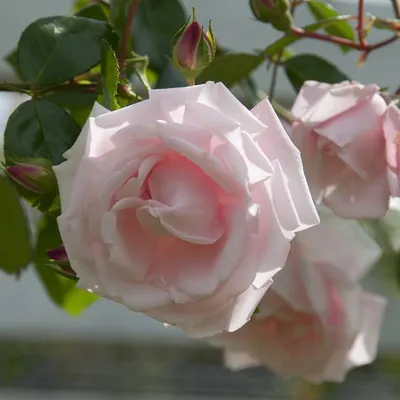 Изображение розы New Dawn, передающее ее изысканную красоту