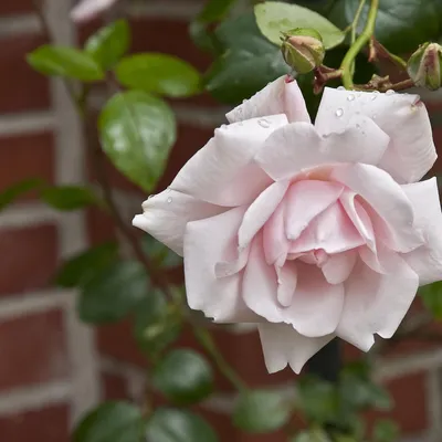 Фото розы New Dawn, отражающее ее неповторимый шарм
