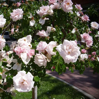 Красивая картинка розы New Dawn для вашего веб-сайта