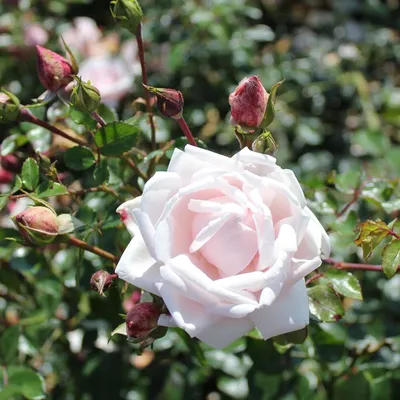 Изысканное изображение розы New Dawn, подходящее для любого проекта