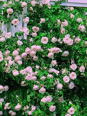 Возьмите в свою коллекцию эту удивительную фотографию розы New Dawn