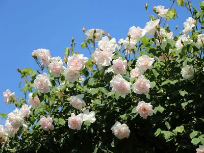 Удивительная фотография розы New Dawn в формате webp