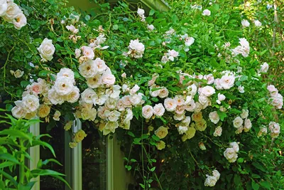 Прекрасная картинка розы New Dawn, сохраненная в формате png