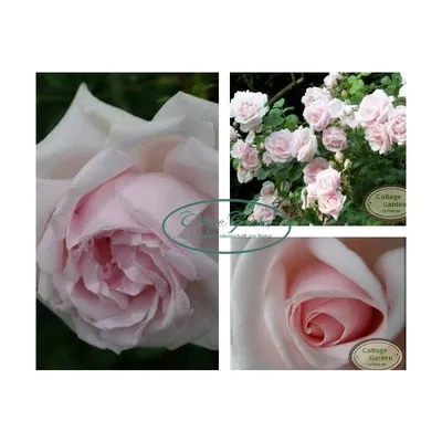 Фотка розы New Dawn, идеальная для оформления вашего блога