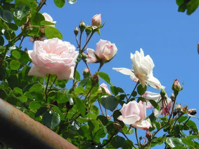 Фото розы New Dawn, обрамленное изысканной романтикой