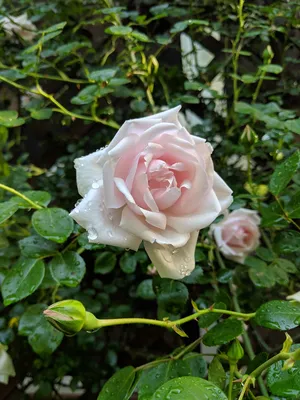 Изображение розы New Dawn, запечатлевшее ее идеальные лепестки