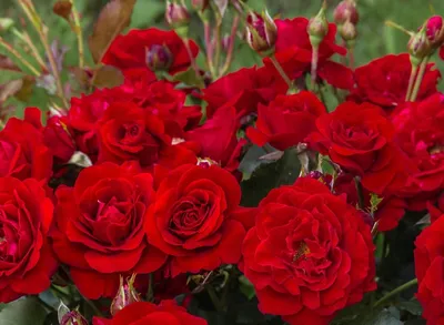 Красивая роза Нина Вейбул - JPG