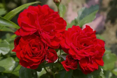 Удивительное фото розы Нина Вейбул - PNG