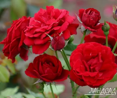 Невероятная роза Нина Вейбул на фото - PNG