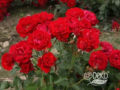 Прекрасное фото розы Нина Вейбул - JPG