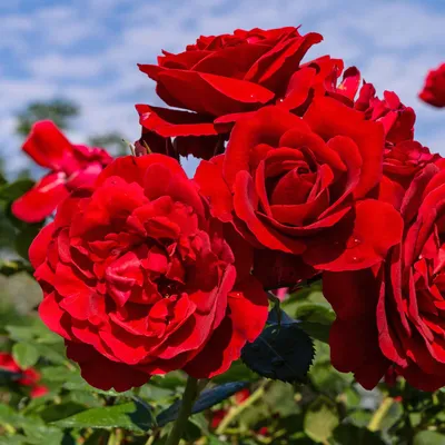 Фотка розы Нина Вейбул в высоком качестве - PNG