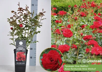 Уникальная роза Нина Вейбул на фотографии - JPG