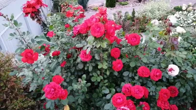 Изображение розы Нина Вейбул в формате WEBP