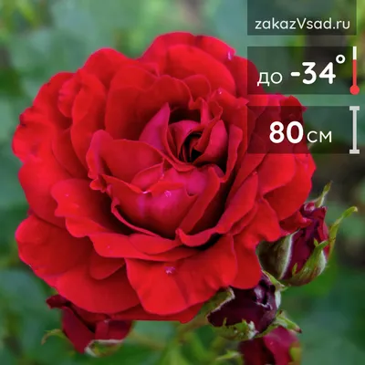 Фото красивейшей розы Нина Вейбул - JPG