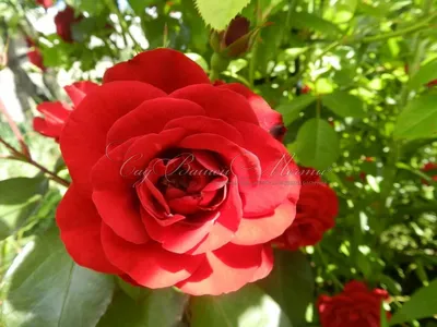 Фотография розы Нина Вейбул в формате WEBP