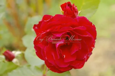 Превосходная роза Нина Вейбул на фото - JPG
