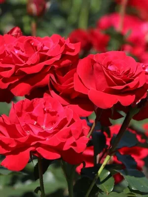 Фотка розы Нина Вейбул в высоком разрешении - PNG