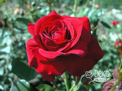 Восхитительное изображение розы Нина Вейбул - JPG