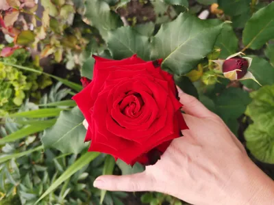 Фото, картинка, изображение розы Нина Вейбул - JPG