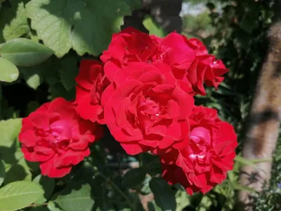 Красивая роза Нина Вейбул на фотографии - WEBP