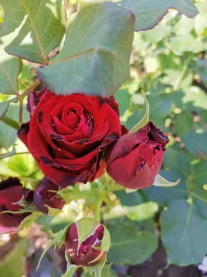 Изображение розы Нина Вейбул для скачивания - JPG