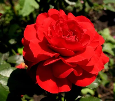 Удивительное фото розы Нина Вейбул в формате PNG