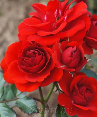Прекрасная роза Нина Вейбул на изображении - JPG