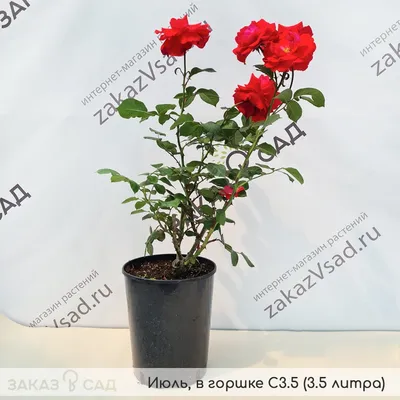 Удивительная роза Нина Вейбул на фото - WEBP