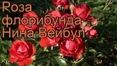 Фотка розы Нина Вейбул в исключительно высоком разрешении - JPG