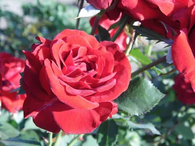 Невероятное изображение розы Нина Вейбул - PNG