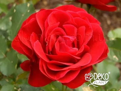 Фото, картинка, изображение розы Нина Вейбул - WEBP