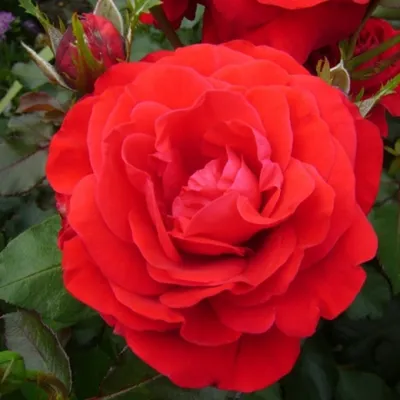 Красивая роза Нина Вейбул на фотографии - JPG