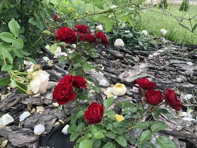 Изображение розы Нина Вейбул для скачивания в формате PNG